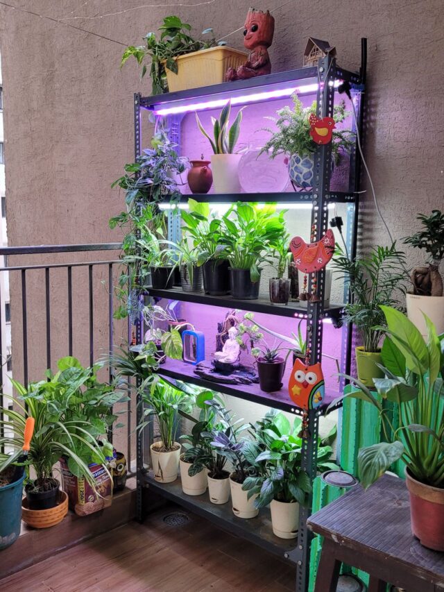 Vertical Balcony Garden